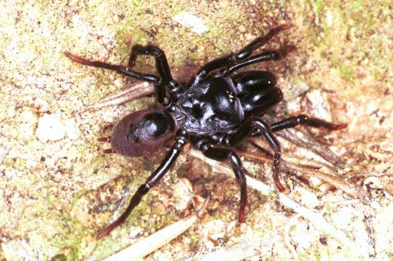 Atypus_piceus_RF0636_Z_90_Les Gris_Frankrijk.jpg